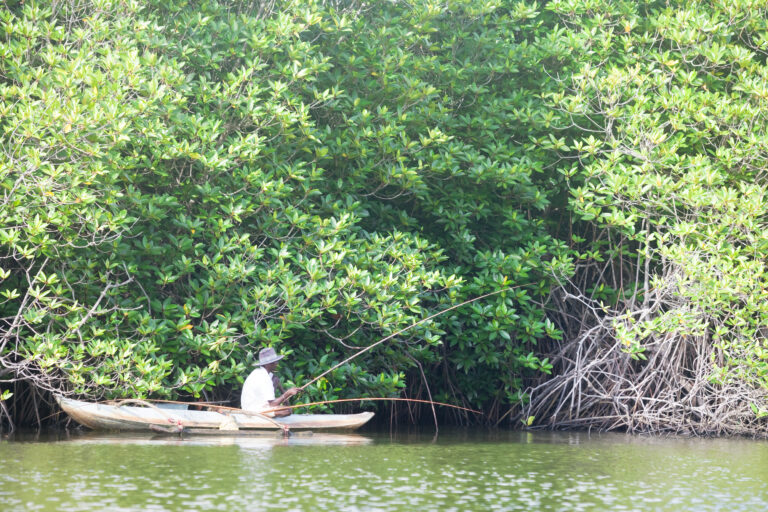 Madu,Ganga,,Balapitiya,,Sri,Lanka,-,December,2015,-,An