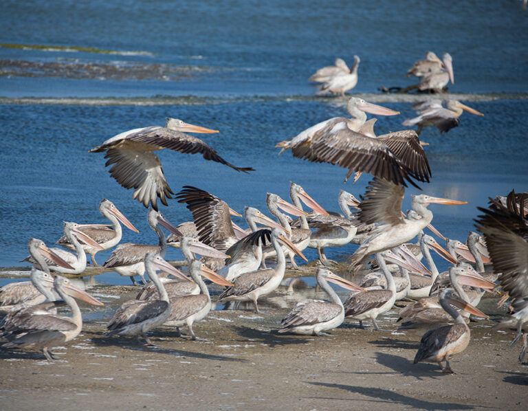 Spot-billed,Pelican,In,Bundala,National,Park