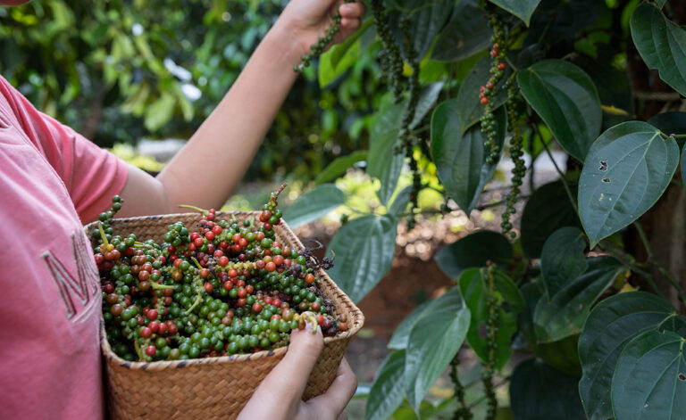Farmers,Picking,Pepper,Into,The,Basket,Filled,With,Pepper,After