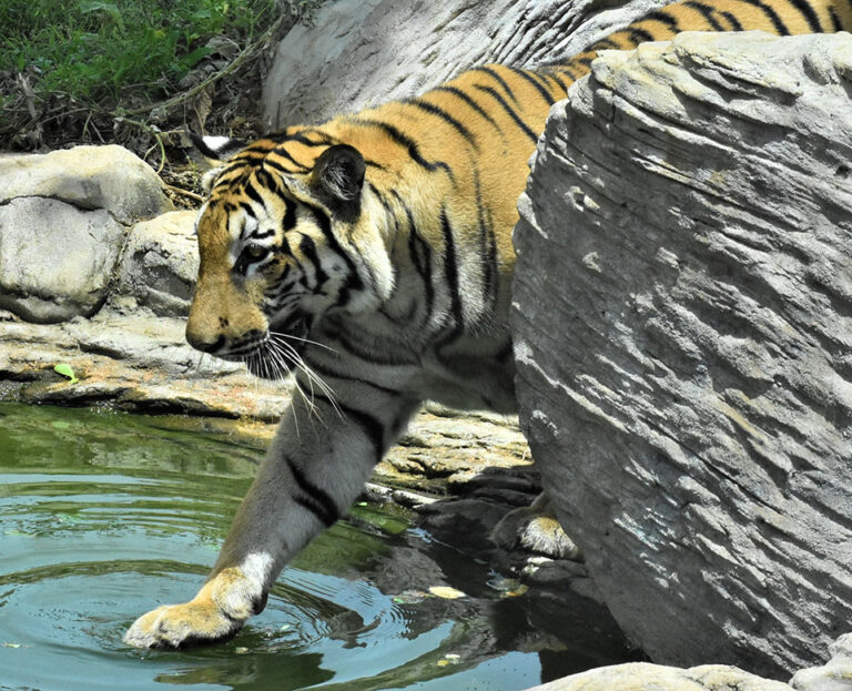 Sri,Lankan,Wild,Life,,Ridiyagama,Safari,Park