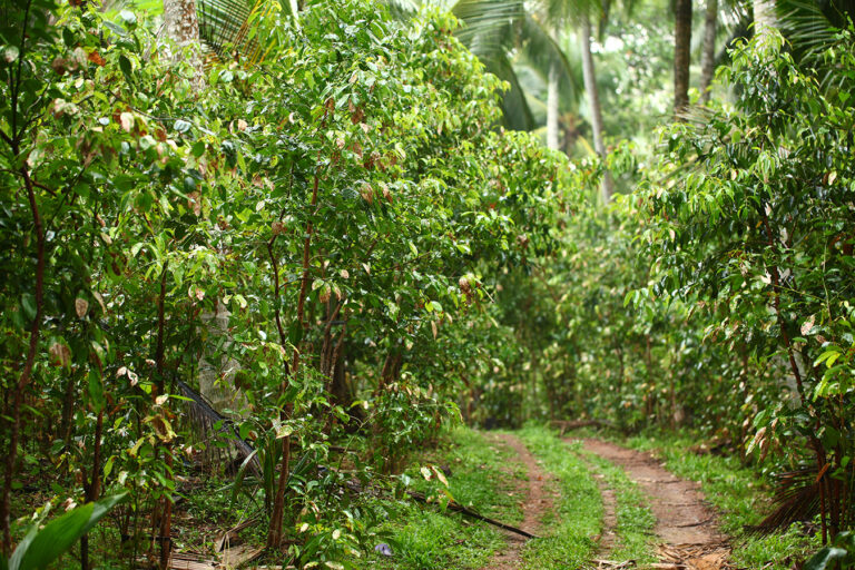 Leaves,And,Bushes,Cinnamon,Tree,On,The,Plantation,Of,Sri
