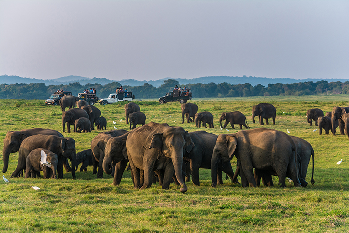 Wild,Elephants,At,Kawudulla,National,Park,At,Polonnaruwa,,Sri,Lanka